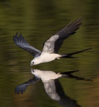 STK skimming awe water angle 1600cr.jpg