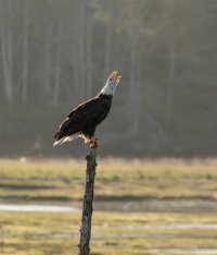 Bald Eagle-103.JPG