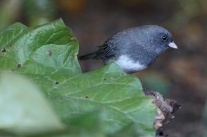 junco_34207.JPG