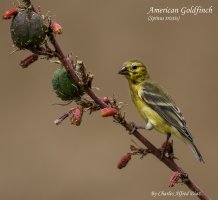 American Goldfinch 3 JPEG.jpg