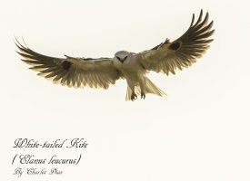 White tailed kite 2 JPEG.jpg