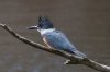 Belted Kingfisher (female) 102.jpg