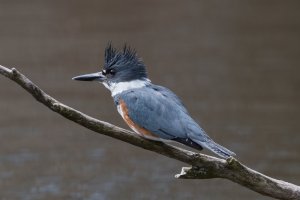 Belted Kingfisher (female) 102.jpg