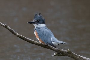Belted Kingfisher (female) 103.jpg