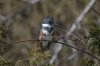 Belted Kingfisher (female) 100.jpg