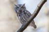 Eastern Screech Owl (grey morph) 100.jpg