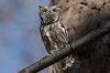 Eastern Screech Owl (grey morph) 101.jpg