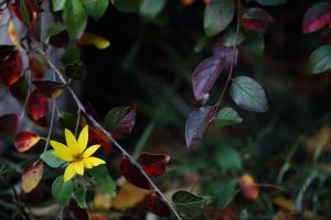 Yellow flower_34266.JPG