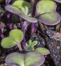 seedlings in the garden 2.jpg