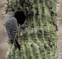gila woodpecker.jpg