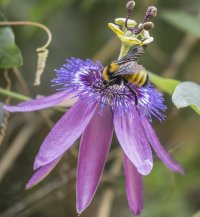 flower bee BTA.jpg