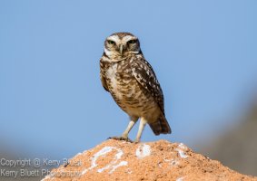Burrowing Owl1-2.jpg