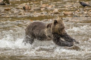 Grizzly Bear-101.JPG