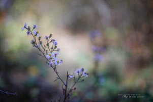 37 Beautiful JPEGs.jpg