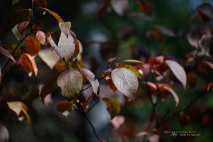 38 Beautiful JPEGS.jpg