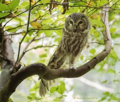 Boreal Owl PTK_1042.JPG