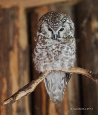 Boreal Owl PTK_1111.JPG