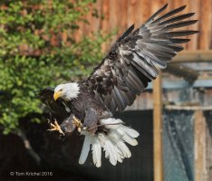 Bald Eagle_PTK0610.JPG