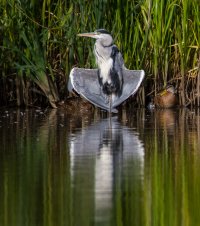 Yoga Heron-102.JPG