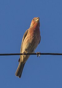backyard bird2.jpg
