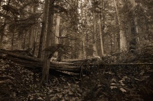 _DSF1533 copy_DxO-1-Exposure.jpg