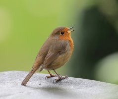 2B4A1561_robin_singing_crop.jpg