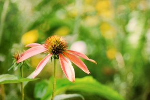 _DSF0870 copy-Edit.jpg