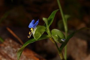 Asiatic Dayflower (Commelina communis) 2.JPG
