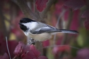 IMG_5618.jpg