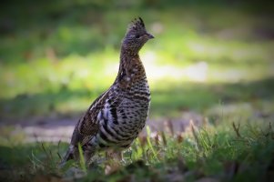 Grouse.jpg