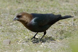 Brown-headed Cowbird_0122.jpg
