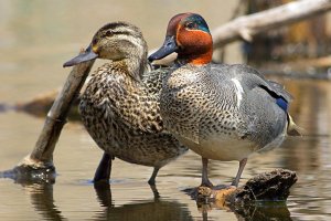 Green-winged Teal.jpg