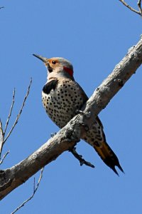 Northern Flicker_7474.jpg