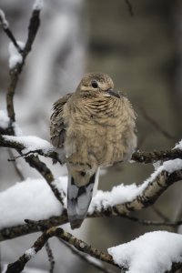 Morning Dove.JPG