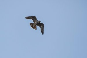 Peregrine Port Hardy-101.JPG