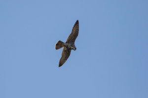 Peregrine Port Hardy-102.JPG