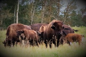 Bison.JPG