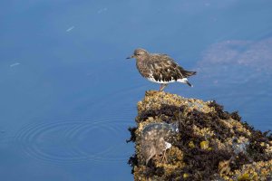 Black Turnstone-101.JPG