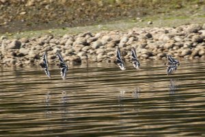 Black Turnstone-102.JPG