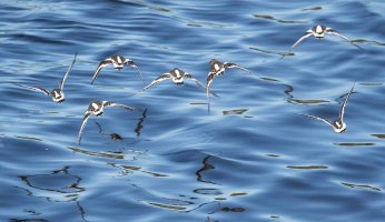 Black Turnstone-103.JPG