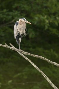 great blue heron in tree-IMG_0573.JPG