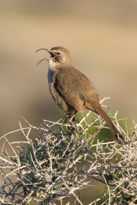 California thrasher--1K0A1946.jpg