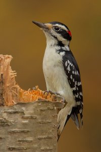 hairy-woodpecker-on-birch-tree-2---EA7G1050.jpg