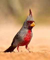 Texas-birds-part-three-102-pyrrhuloxia.jpg