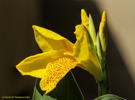 Canna Focus stacked_1280.jpg