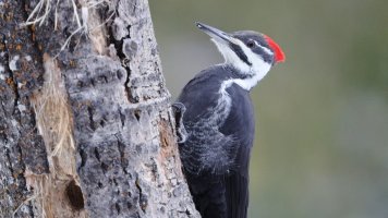 Pileated F_141.JPG
