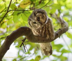 Boreal Owl PTK_0723 2500px V1.JPG