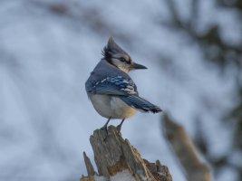 Blue jays 9.jpg