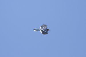 IMG_0046 raw.JPG
