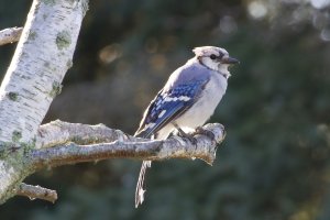 IMG_9654 raw.JPG